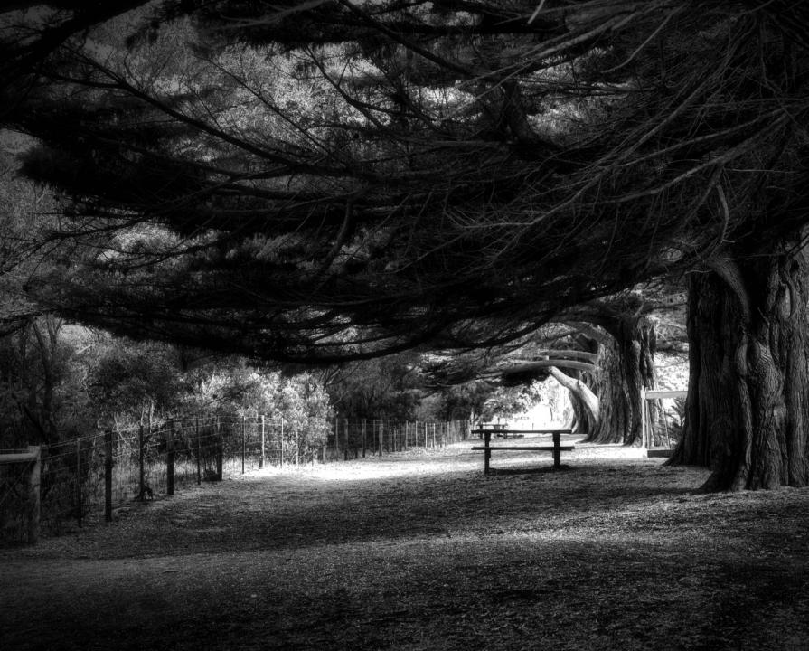 Sheltering Trees | Shutterbug